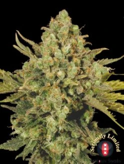 CBD-enriched Warlock - 6PACK - Feminised - Serious Seeds -Uitgelichte Plantenzaadwinkel cbd enriched warlock top indooropt 1