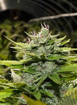 CBD God - 12-pack - Regular - BC Bud Depot -Uitgelichte Plantenzaadwinkel cbd god