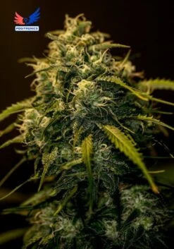 CBD + Jack Diesel - 5PACK - Feminised - Positronics