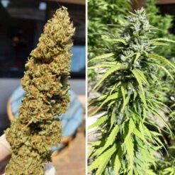 CBD Kush - 10-pack - Feminised - Dutch Passion -Uitgelichte Plantenzaadwinkel cbd kush 1 1