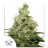 CBD Kush - 10-pack - Feminised - Dutch Passion -Uitgelichte Plantenzaadwinkel cbd kush 4