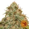 CBD Lemon Potion Auto - Feminised - Barney's Farm -Uitgelichte Plantenzaadwinkel cbd lemon potion auto barneys farm 2018 official