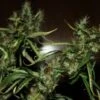 CBD Mango Haze - 5PACK - Feminised - CBD Crew -Uitgelichte Plantenzaadwinkel cbd mango haze amsterdam seed center