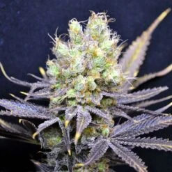 CBD Nordle - Feminised - CBD Crew