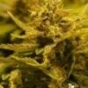 CBD OG - Feminised - Cali Connection -Uitgelichte Plantenzaadwinkel cbd og cali connection