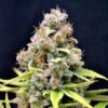 CBD Shark Shock - Feminised - CBD Crew -Uitgelichte Plantenzaadwinkel cbd shark asc