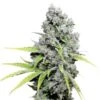 CBD Skunk Haze - Feminised - Dutch Passion -Uitgelichte Plantenzaadwinkel cbd skunkhaze dutch passion asc