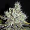 CBD Sweet & Sour Widow - Regular - CBD Crew -Uitgelichte Plantenzaadwinkel cbd sweet sour widow regular asc