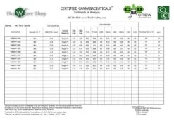 Therapy - 5PACK - Feminised - CBD Crew