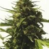 CBD Critical #47 - Feminised - Positronics -Uitgelichte Plantenzaadwinkel cbd critical 47 positronics