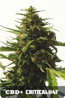 CBD Critical #47 - Feminised - Positronics