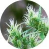 CBD Haze Auto - Regular - Top Tao Seeds -Uitgelichte Plantenzaadwinkel cbd haze