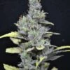 CBD MediHaze - 5PACK - Feminised - CBD Crew -Uitgelichte Plantenzaadwinkel cbdcrew medihaze amsterdam seed center