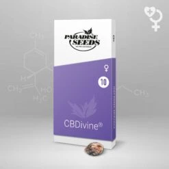 CBDivine - Feminised - Paradise Seeds