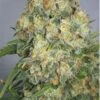 CBD Black Widow - Feminised - Positronics 1 CBD Black Widow - Feminised - Positronics -Uitgelichte Plantenzaadwinkel cbdwidow