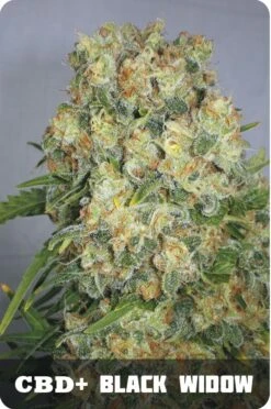 CBD Black Widow - Feminised - Positronics