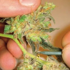 Channel + - Feminised - MedicalSeeds