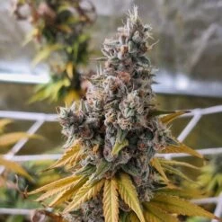 Monkey Cheese Regular - 10-pack - Regular - Monkey Genetics