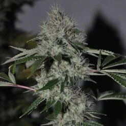 Chem4 OG - Feminised - Cali Connection