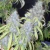 Chemdog Haze Freak - 10PACK - Regular - Connoisseur Genetics 2 Chemdog Haze Freak - 10PACK - Regular - Connoisseur Genetics -Uitgelichte Plantenzaadwinkel chemdog haze freak connoisseur genetics