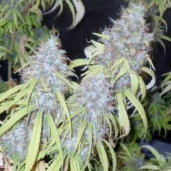 Chemdog Haze Freak - 10PACK - Regular - Connoisseur Genetics