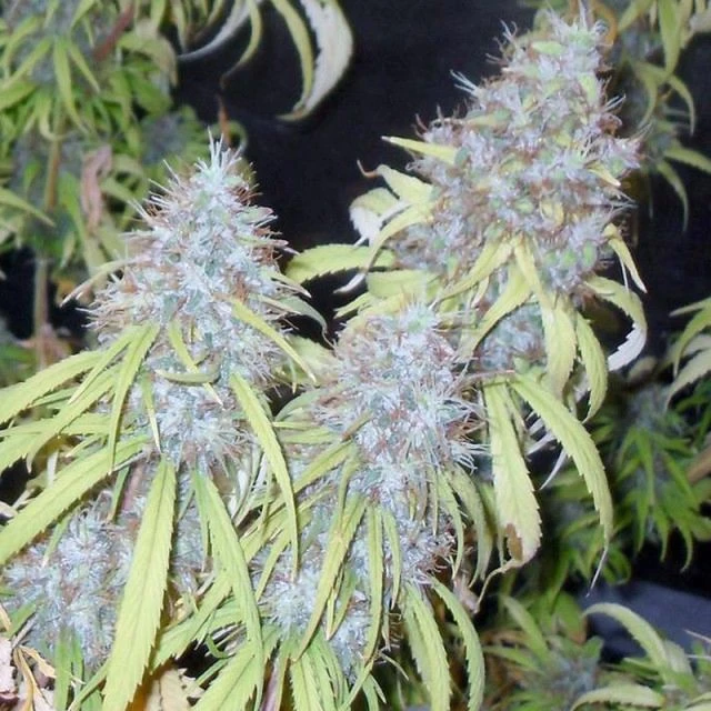 Chemdog Haze Freak - 10PACK - Regular - Connoisseur Genetics 3 Chemdog Haze Freak - 10PACK - Regular - Connoisseur Genetics