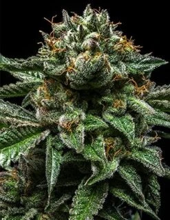 Chempie - 5PACK - Feminized - Ripper Seeds - Ripper Seeds