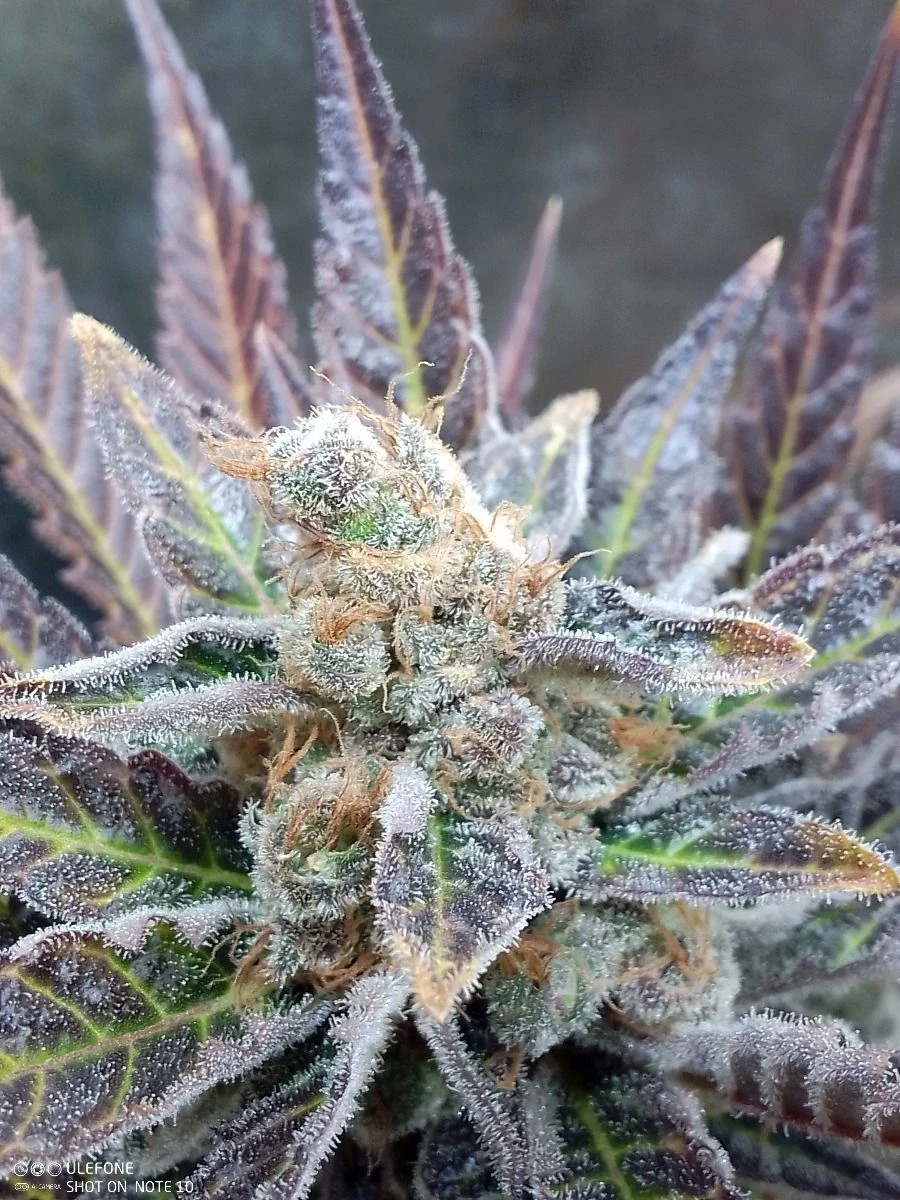 Cherry Cookies - 5-pack - Feminised - Pure Instinto Seeds 4 Cherry Cookies - 5-pack - Feminised - Pure Instinto Seeds - Afbeelding 2