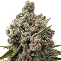 Choco Cheesecake - 5-pack - Feminised - Amsterdam Genetics -Uitgelichte Plantenzaadwinkel choco cheesecake web e1666263592385