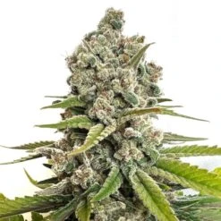 Choco Cheesecake - 5-pack - Feminised - Amsterdam Genetics -Uitgelichte Plantenzaadwinkel choco cheesecake web1 e1666263730958