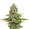 Choco Cheesecake - 5-pack - Feminised - Amsterdam Genetics 2 Choco Cheesecake - 5-pack - Feminised - Amsterdam Genetics -Uitgelichte Plantenzaadwinkel choco cheesecake website final e1666263832479