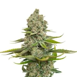 Choco Cheesecake - 5-pack - Feminised - Amsterdam Genetics