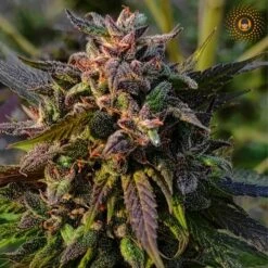 Chocobang - 5-pack - Feminised - Delicious Seeds -Uitgelichte Plantenzaadwinkel choco deli sito 1645487230