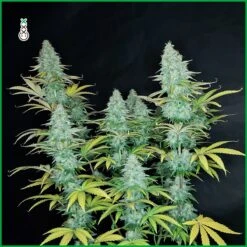 Choco Kush Auto - 5-pack - Feminised - Amsterdam Genetics -Uitgelichte Plantenzaadwinkel choco kush autoflower amsterdam genetics