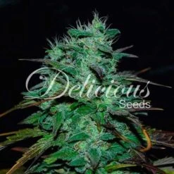 Chocobang - 5-pack - Feminised - Delicious Seeds