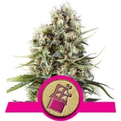 Chocolate Haze - Feminised - Royal Queen Seeds 5 Chocolate Haze - Feminised - Royal Queen Seeds -Uitgelichte Plantenzaadwinkel chocolate haze