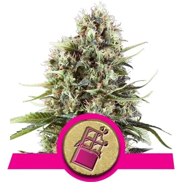Chocolate Haze - Feminised - Royal Queen Seeds 4 Chocolate Haze - Feminised - Royal Queen Seeds - Afbeelding 2
