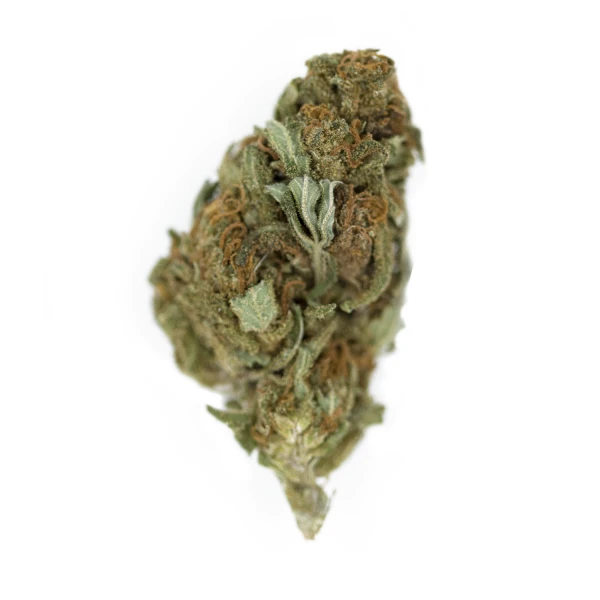 Chocolate Haze - Feminised - Royal Queen Seeds 3 Chocolate Haze - Feminised - Royal Queen Seeds