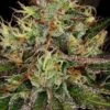 Chocolate Wafflez - Feminised - Paradise Seeds 2 Chocolate Wafflez - Feminised - Paradise Seeds -Uitgelichte Plantenzaadwinkel chocolate wafflez 8 scaled 1