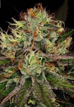 Chocolate Wafflez - Feminised - Paradise Seeds