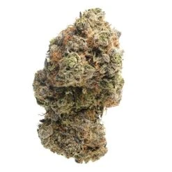 Chocolato - 5-pack - Feminised - Amsterdam Genetics