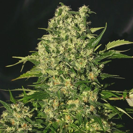 Chronic - Regular - Serious Seeds 3 Chronic - Regular - Serious Seeds