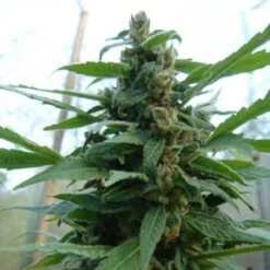 The Church - Feminised - Green House -Uitgelichte Plantenzaadwinkel church 27