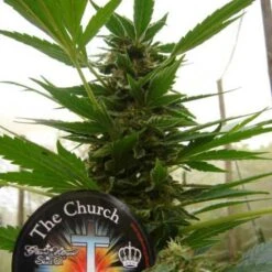 The Church - Feminised - Green House -Uitgelichte Plantenzaadwinkel church 32