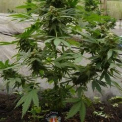 The Church - Feminised - Green House -Uitgelichte Plantenzaadwinkel church 33