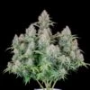 Original Cinderella Auto - 5-pack - Feminised - Fast Buds Seeds 2 Original Cinderella Auto - 5-pack - Feminised - Fast Buds Seeds -Uitgelichte Plantenzaadwinkel cinderella auto fast buds