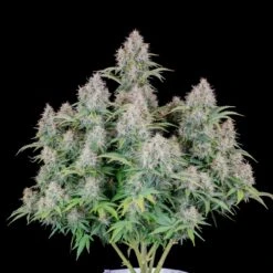 Original Cinderella Auto - 5-pack - Feminised - Fast Buds Seeds