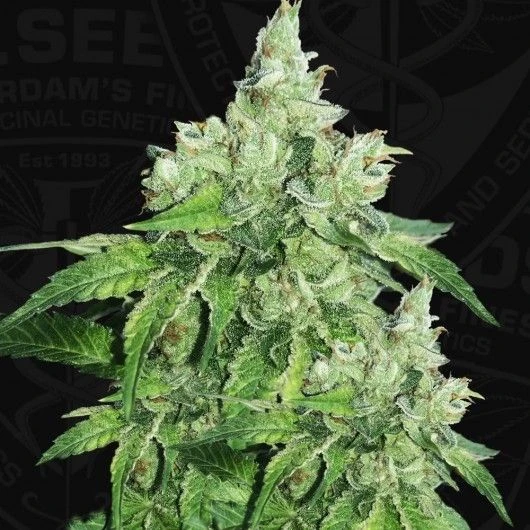 Citron Givré (Birthday Cake Selected) - 5PACK - Feminised - T.H.Seeds 5 Citron Givré (Birthday Cake Selected) - 5PACK - Feminised - T.H.Seeds - Afbeelding 3