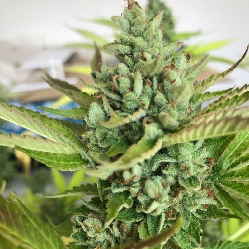 Citron Givré (Birthday Cake Selected) - 5PACK - Feminised - T.H.Seeds 4 Citron Givré (Birthday Cake Selected) - 5PACK - Feminised - T.H.Seeds - Afbeelding 2