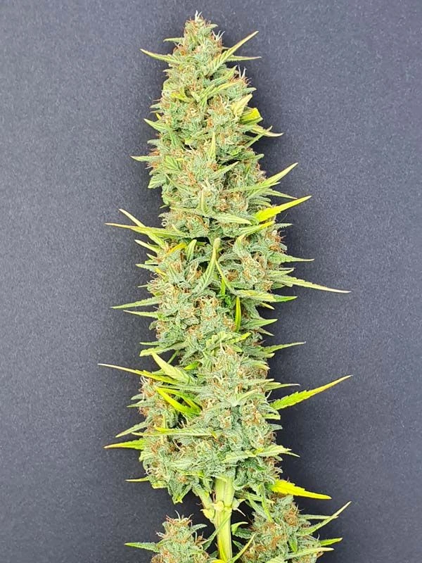 Coco Mango Auto - 6-pack - Feminised - Staff Selects 4 Coco Mango Auto - 6-pack - Feminised - Staff Selects - Afbeelding 2